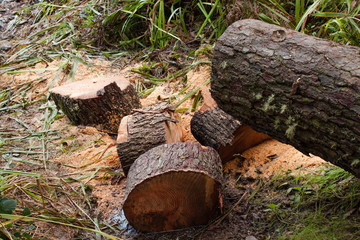 Tree trunk cut and sawdust