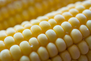 Closeup view of corn cob.