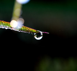 water drops on leaves in moring