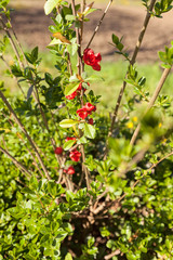 branch with red flowers