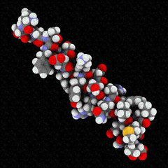 Glucagon peptide hormone, 3D rendering. 