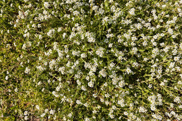 flowers in the meadow
