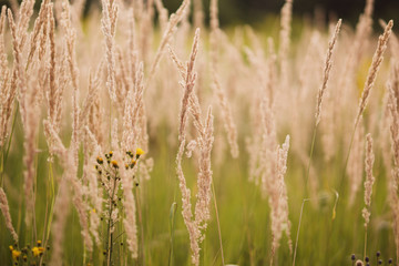 Obraz premium Nature and recreation. Spring field in blossom at countryside. Copy space.