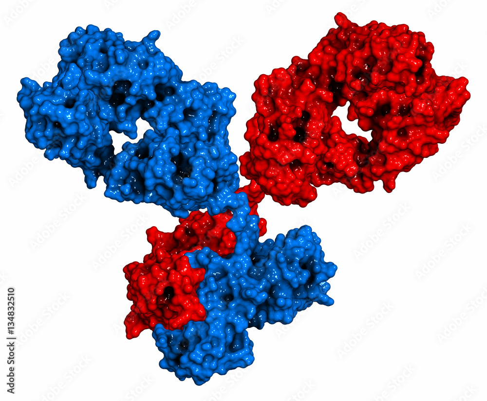 Wall mural IgG1 monoclonal antibody (immunoglobulin). 3D rendering. 