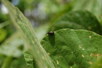 Beetle on Leaf in the Sun