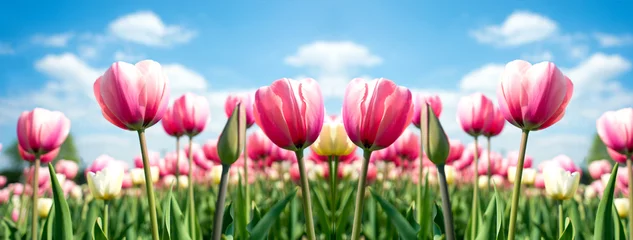 Rolgordijnen zonder boren Group of pink tulips in the park agains clouds. Spring blurred background postcard © roobcio