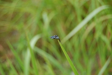 Blue Bee Balanced on Grass Blade Tip