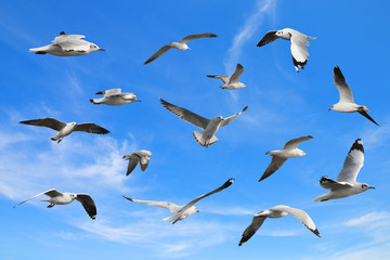 set of seagulls flying among blue sky