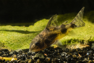 Obraz na płótnie Canvas Corydoras paleatus, demersal fish.