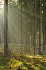 Fototapeta premium Sunbeams in Spruce Forest