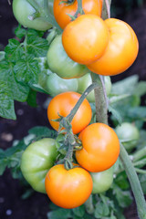 Orange tomatoes ripening