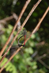 Dragonflies Mating