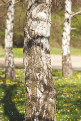 tree bark