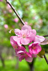 Pink blooming apple tree in spring time in garden.