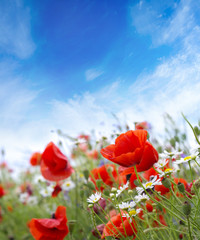 Naklejka premium landscape poppy flowers