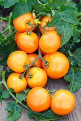 Many orange tomatoes with leaves