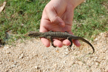 Monitor Lizard in Hand 2 of 2