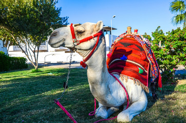 Camel in Egypt