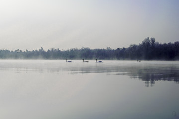 peace
