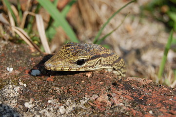 Monitor Lizard Peeking from Behind Brick