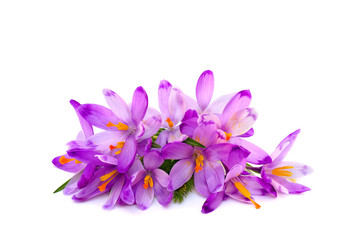Bouquet of violet crocuses (Crocus vernus) on a white background with space for text.