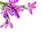 Obraz na płótnie Canvas Bouquet of violet crocuses (Crocus vernus) on a white background with space for text.