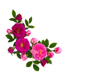 Pink roses (shrub rose) on a white background with space for text. Top view. Flat lay