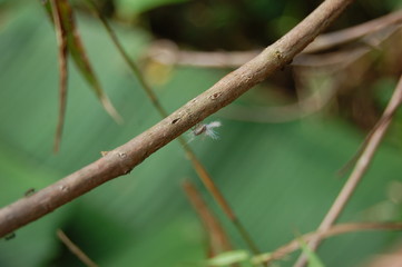 Fuzzy Treehopper 1 of 3