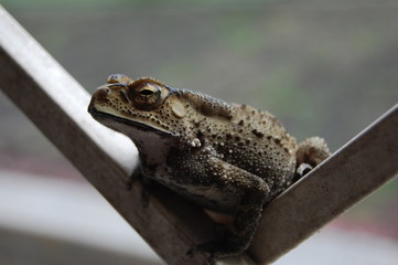 Toad hanging out on Door Grate