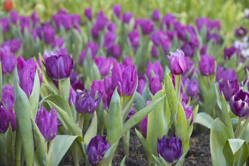 Beautiful bouquet of fresh colorful tulips.