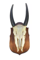 Foto op Canvas the skull of an adult male Eland (Taurotragus oryx), on the wooden locket © tadoma