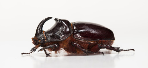 live rhinoceros beetle