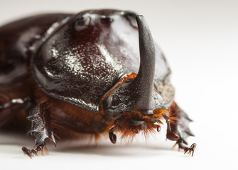 live rhinoceros beetle