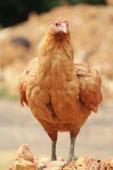 single brown hen on mound (selective focus)
