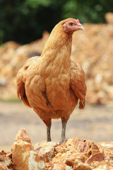 single brown hen on mound (selective focus)
