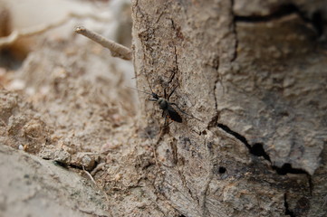 Assassin Bug on the Prowl
