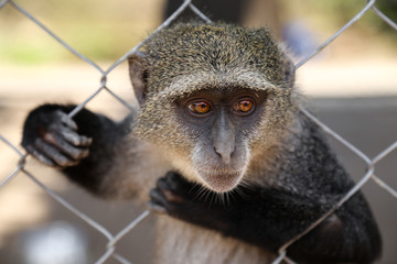 a monkey in a cage