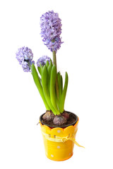 Hyazinthe - Hyacinthus im Übertopf isoliert