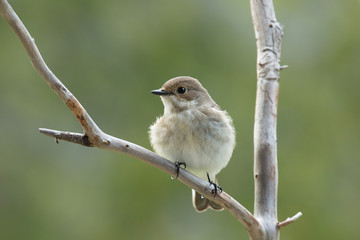 Fototapeta premium European pied flycatcher