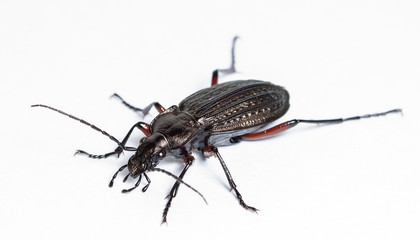 ground beetle