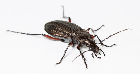 ground beetle