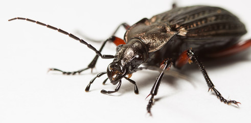 ground beetle