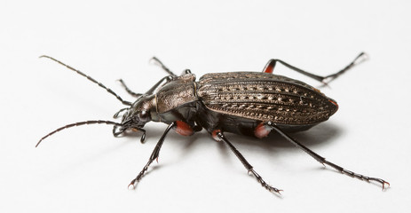 ground beetle