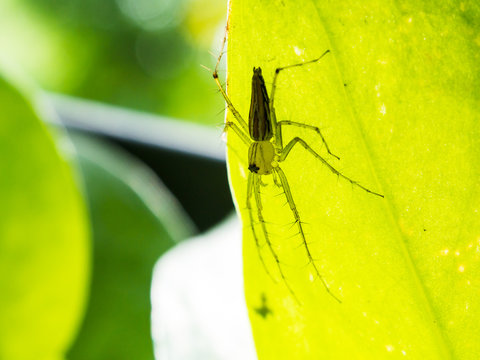 Spider shadow behind leaves Style abstract backlit