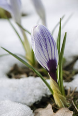 Crocus flower in the snow
