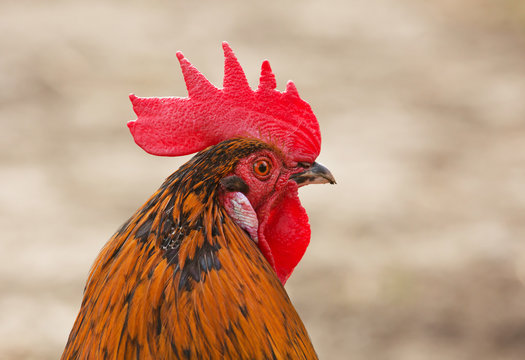 Rooster