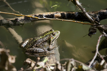 Frosch auf ast