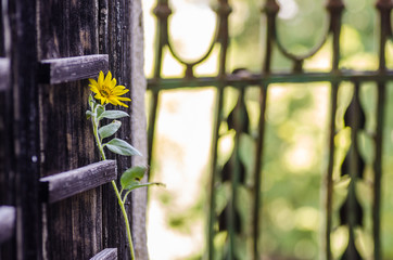 sonnenblume bei alten tuere