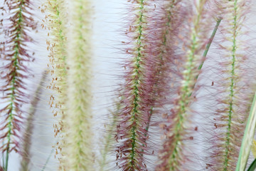 autumn reeds grass background texture