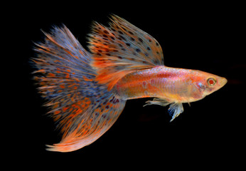 guppy fancy tail pink and blue colours rare species breed on black background - obrazy, fototapety, plakaty